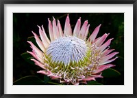 Flowers, Kirstenbosch Gardens, South Africa Fine Art Print