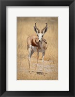 Front view of standing springbok, Etosha National Park, Namibia, Africa Fine Art Print