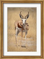 Front view of standing springbok, Etosha National Park, Namibia, Africa Fine Art Print