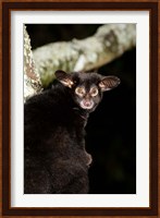 Galago Bushbaby primate, Masai Mara, Kenya Fine Art Print