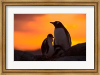 Gentoo Penguins Silhouetted at Sunset on Petermann Island, Antarctic Peninsula Fine Art Print