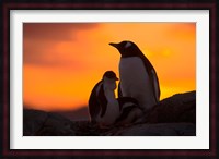 Gentoo Penguins Silhouetted at Sunset on Petermann Island, Antarctic Peninsula Fine Art Print
