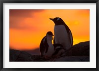 Gentoo Penguins Silhouetted at Sunset on Petermann Island, Antarctic Peninsula Fine Art Print