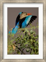 Grey-headed Kingfisher, Masai Mara GR, Kenya Fine Art Print