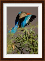 Grey-headed Kingfisher, Masai Mara GR, Kenya Fine Art Print