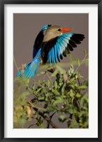 Grey-headed Kingfisher, Masai Mara GR, Kenya Fine Art Print