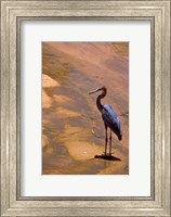 Buffalo Springs National Reserve, Goliath Heron, Kenya Fine Art Print