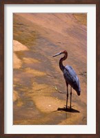 Buffalo Springs National Reserve, Goliath Heron, Kenya Fine Art Print