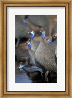 Flock of Helmeted Guineafowl, Savuti Marsh, Chobe National Park, Botswana Fine Art Print