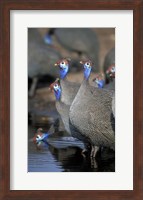 Flock of Helmeted Guineafowl, Savuti Marsh, Chobe National Park, Botswana Fine Art Print