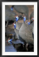 Flock of Helmeted Guineafowl, Savuti Marsh, Chobe National Park, Botswana Fine Art Print
