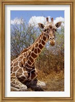Giraffe lying down, Loisaba Wilderness, Laikipia Plateau, Kenya Fine Art Print