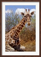 Giraffe lying down, Loisaba Wilderness, Laikipia Plateau, Kenya Fine Art Print