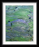 Flooded Tiger's Mouth Terraces, Yuanyang, Yunnan, China Fine Art Print