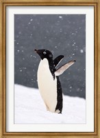 Adelie Penguin in Falling Snow, Western Antarctic Peninsula, Antarctica Fine Art Print
