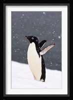 Adelie Penguin in Falling Snow, Western Antarctic Peninsula, Antarctica Fine Art Print
