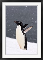 Adelie Penguin in Falling Snow, Western Antarctic Peninsula, Antarctica Fine Art Print