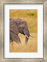 African Elephant Grazing, Maasai Mara, Kenya Fine Art Print