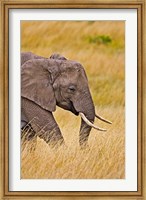 African Elephant Grazing, Maasai Mara, Kenya Fine Art Print