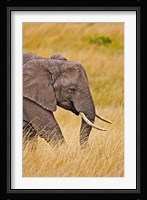 African Elephant Grazing, Maasai Mara, Kenya Fine Art Print