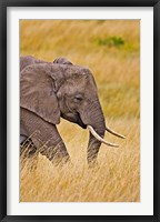 African Elephant Grazing, Maasai Mara, Kenya Fine Art Print