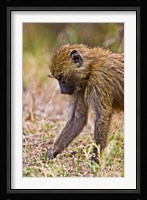 Baboons Hanging Around, Maasai Mara, Kenya Fine Art Print