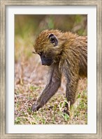 Baboons Hanging Around, Maasai Mara, Kenya Fine Art Print