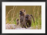 Baboons in the bush in the Maasai Mara Kenya. (RF) Fine Art Print