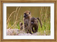 Baboons in the bush in the Maasai Mara Kenya. (RF) Fine Art Print
