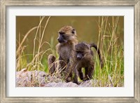 Baboons in the bush in the Maasai Mara Kenya. (RF) Fine Art Print