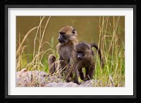 Baboons in the bush in the Maasai Mara Kenya. (RF) Fine Art Print
