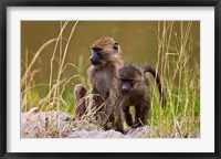 Baboons in the bush in the Maasai Mara Kenya. (RF) Fine Art Print