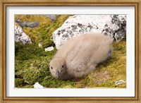 Brown skua bird chick, western Antarctic Peninsula Fine Art Print