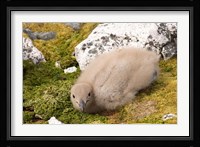 Brown skua bird chick, western Antarctic Peninsula Fine Art Print
