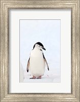 Chinstrap Penguin, The South Shetland Islands, Antarctica Fine Art Print
