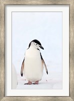 Chinstrap Penguin, The South Shetland Islands, Antarctica Fine Art Print