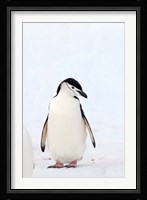 Chinstrap Penguin, The South Shetland Islands, Antarctica Fine Art Print