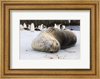 Chinstrap Penguins and Leopard Seal, The South Shetland Islands, Antarctica Fine Art Print