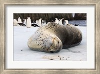 Chinstrap Penguins and Leopard Seal, The South Shetland Islands, Antarctica Fine Art Print