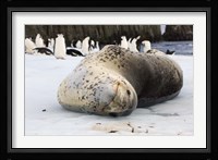 Chinstrap Penguins and Leopard Seal, The South Shetland Islands, Antarctica Fine Art Print