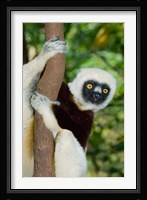 Coquerels Sifaka primate, Ankarafantsika, Madagascar Fine Art Print