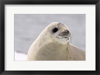 Close up of Crabeater seal, Antarctica Fine Art Print