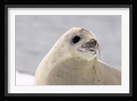 Close up of Crabeater seal, Antarctica Fine Art Print