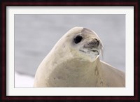 Close up of Crabeater seal, Antarctica Fine Art Print