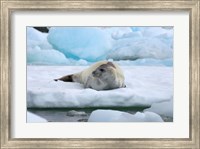 Crabeater seal lying on ice, Antarctica Fine Art Print