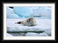 Crabeater seal lying on ice, Antarctica Fine Art Print