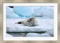 Crabeater seal lying on ice, Antarctica Fine Art Print