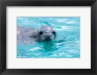 Crabeater seal, western Antarctic Peninsula Fine Art Print