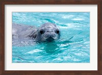 Crabeater seal, western Antarctic Peninsula Fine Art Print