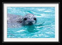 Crabeater seal, western Antarctic Peninsula Fine Art Print